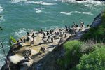 PICTURES/La Jolla Cove - Cormorants & Pelicans/t_P1000236.JPG